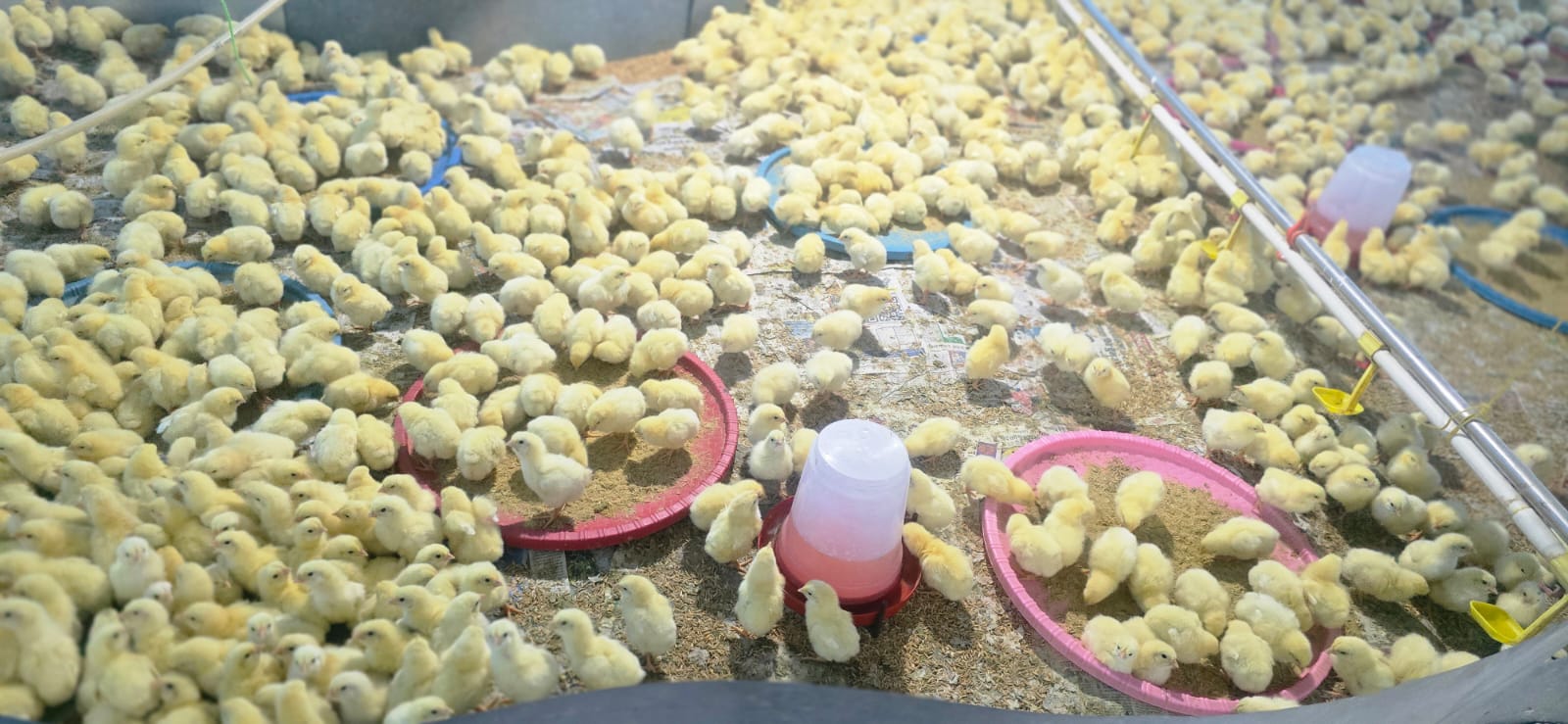 Chicks