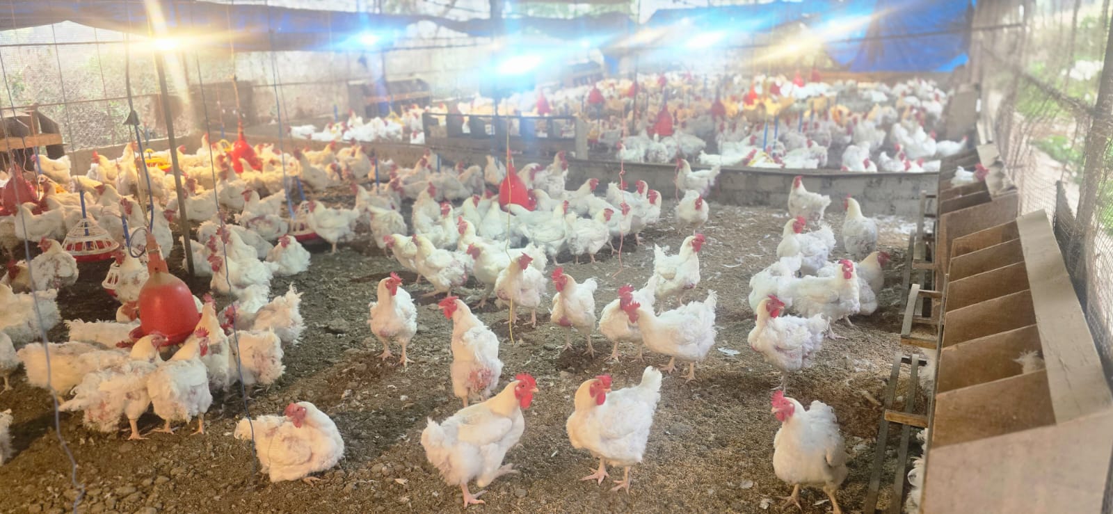 Hatchery Farm